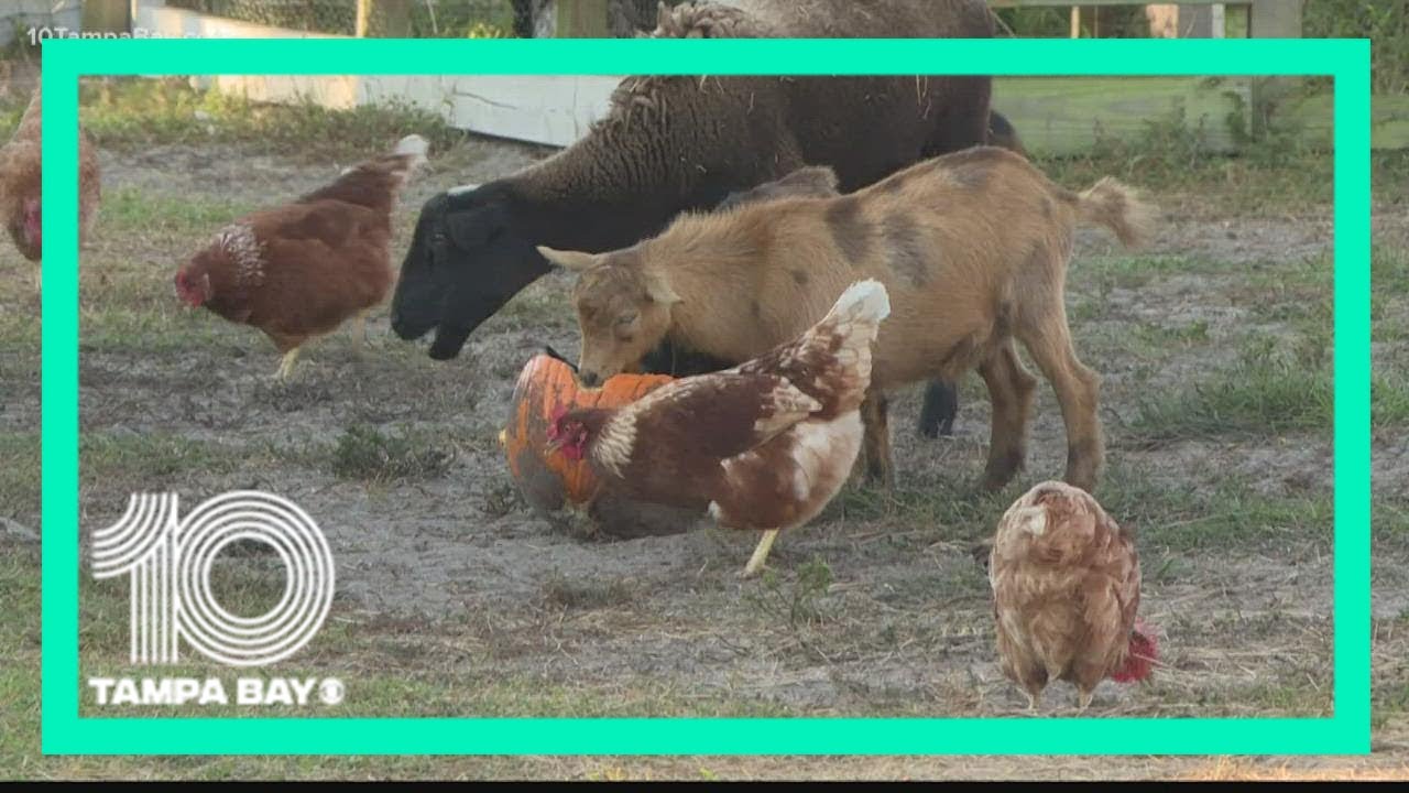 Raprager Family Farm stacked with pumpkins, fall activities