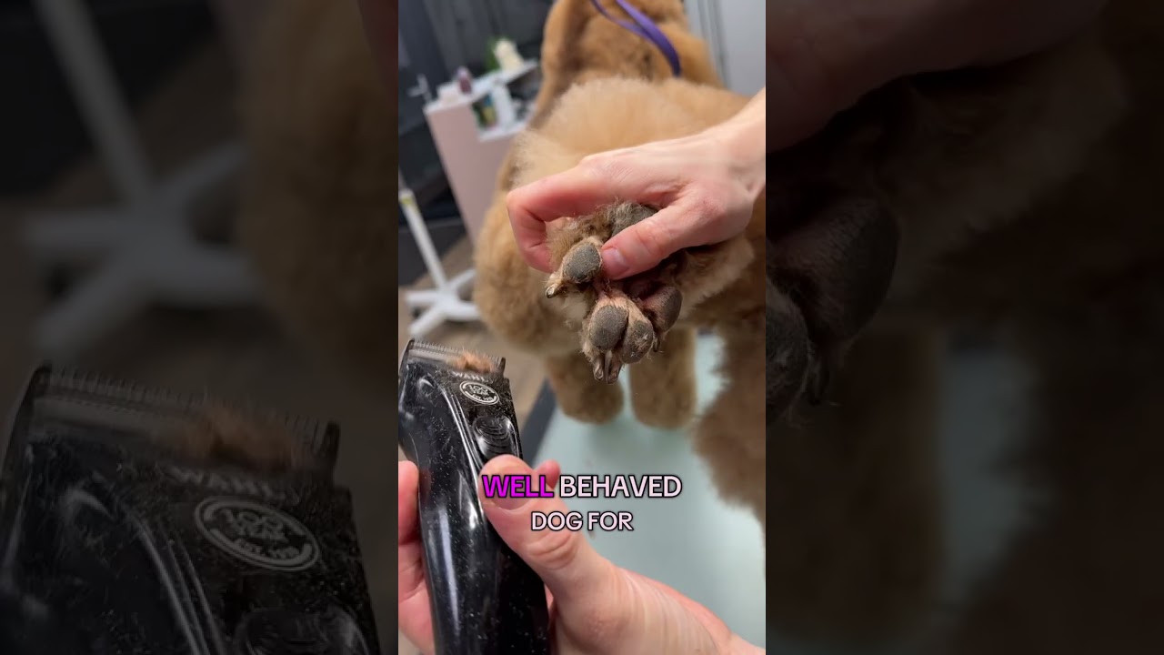 ✂️ Dog Grooming Tutorial &ndash; How to Trim Poodle Paws 🐩 #grooming #puppy #pets #poodle #cutedog