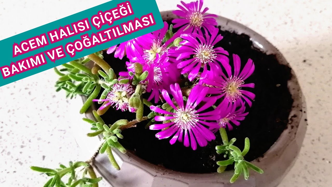 ACEM HALISI ÇİÇEĞİ. Acem Halısı Çiçeğinin Bakımı ve Çoğaltılması. Saksı Dikimi.