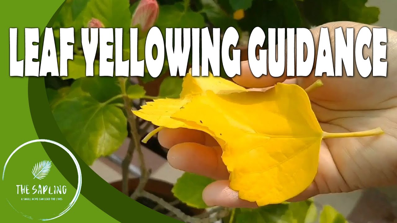 Leaf yellowing reasons of plants | Leaf problem solutions | Guidance for healthy leaves  