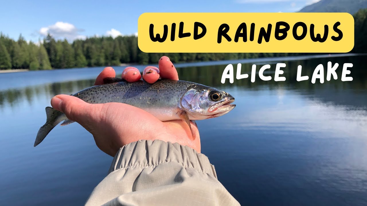 Tips and Tricks to trout fish Alice Lake, Squamish BC