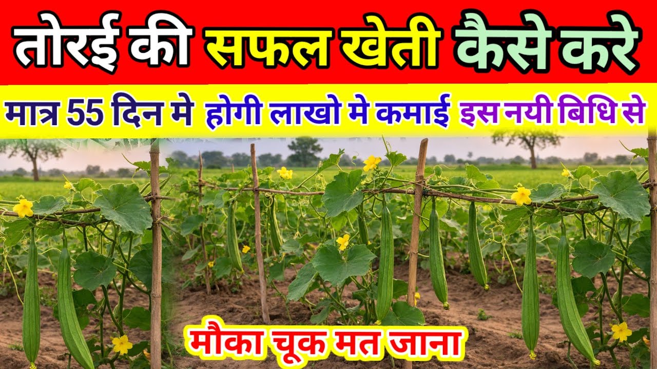 तोरई की सफल खेती कैसे करे/torai ki kheti kaise karen/सम्पूर्ण जानकारीspong gourd frming#kishanmedia 