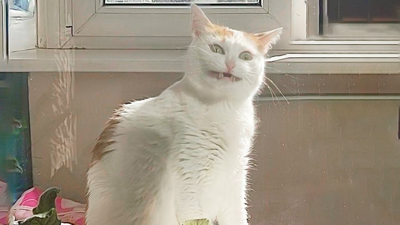 Top Funny Cat Videos 😂 Best Daily Compilation – Try Not To Laugh Part 2