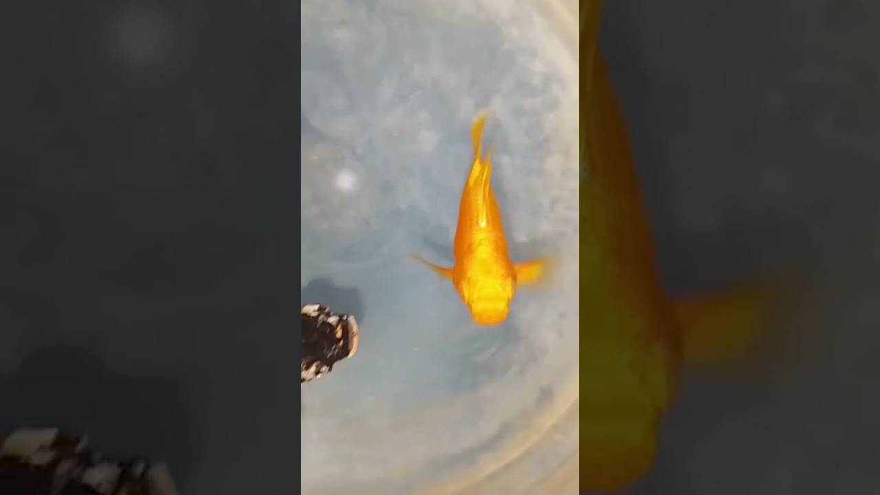 super gold  red eye ballon molly💛
