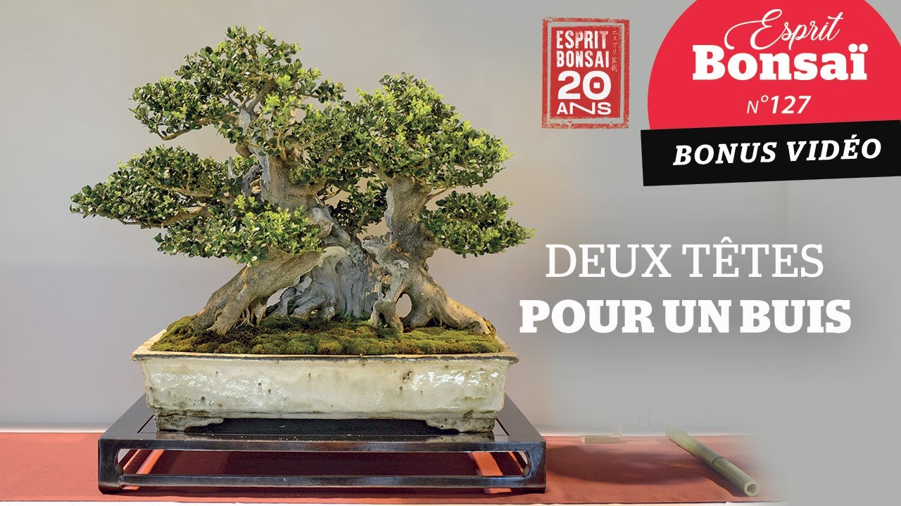 Deux t&ecirc;tes pour un buis [Bonus Esprit Bonsa&iuml; 127]