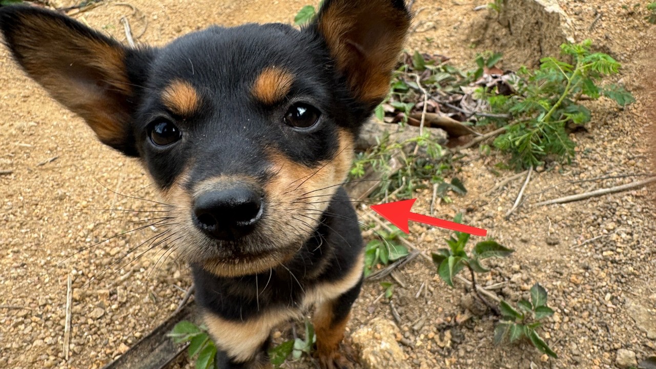 A Little Puppy Showed Up in My Backyard&hellip; and Everything Changed
