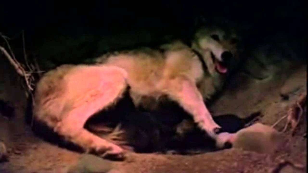 Hélène Grimaud ~ Wolf Moonlight Sonata