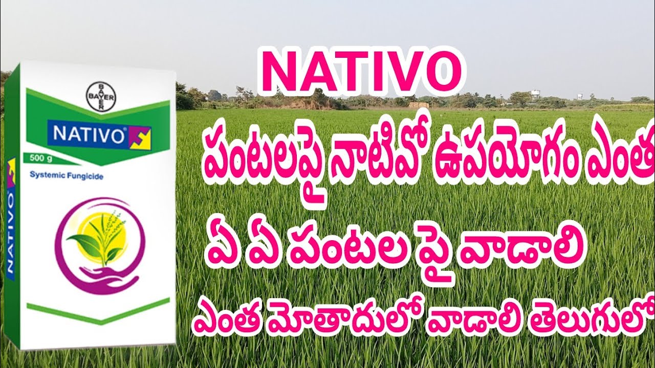 BAYER NATlVO Tebuconazole 50% + Trifloxystrobin 25% WG