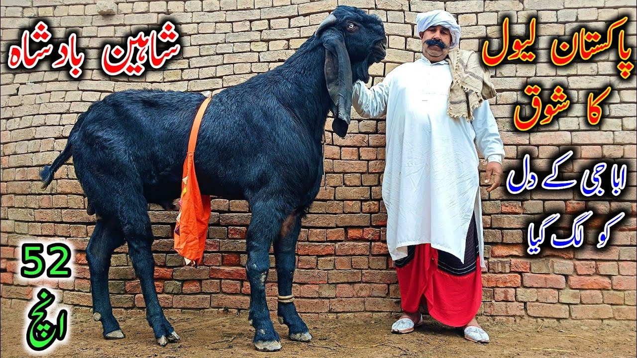 World's Most Hieghted And Biggest BKra Of CH Azhar || Big Goats 2024