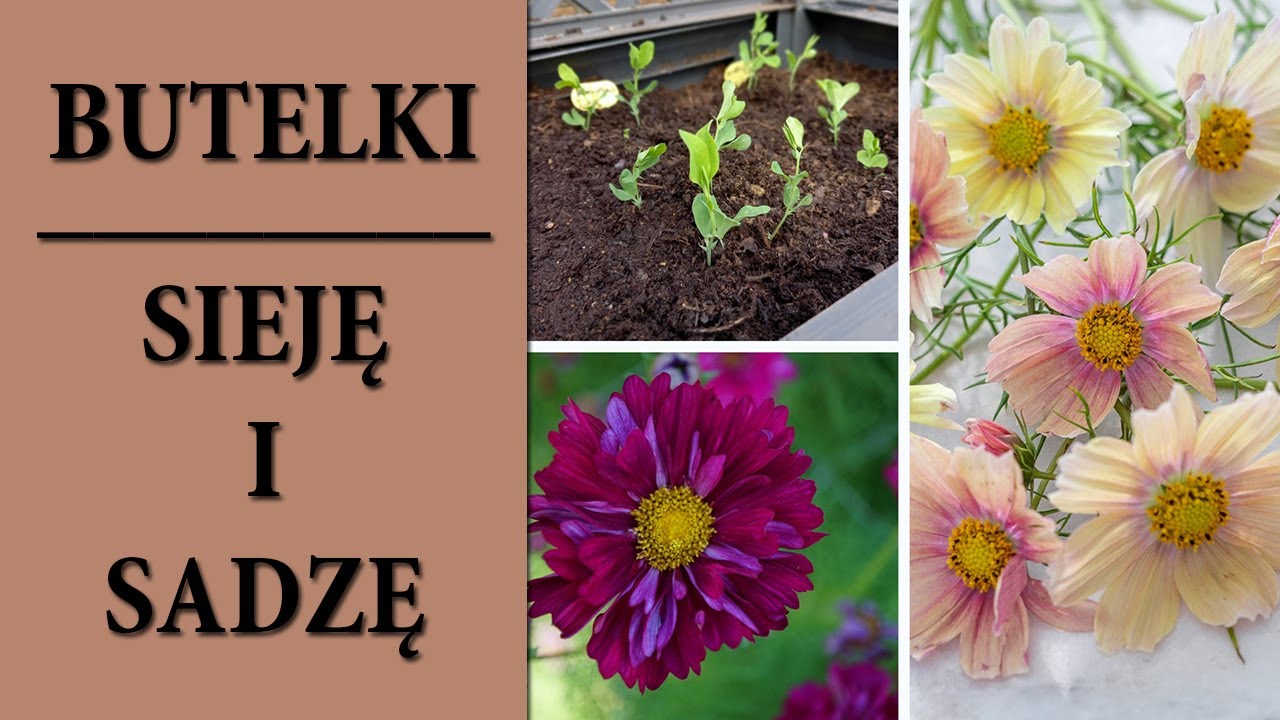 Jak i kiedy posadzić rozsadę Winter Sowing / Wysiew Cynii i Kosmosów w butelkach / MrsGarden