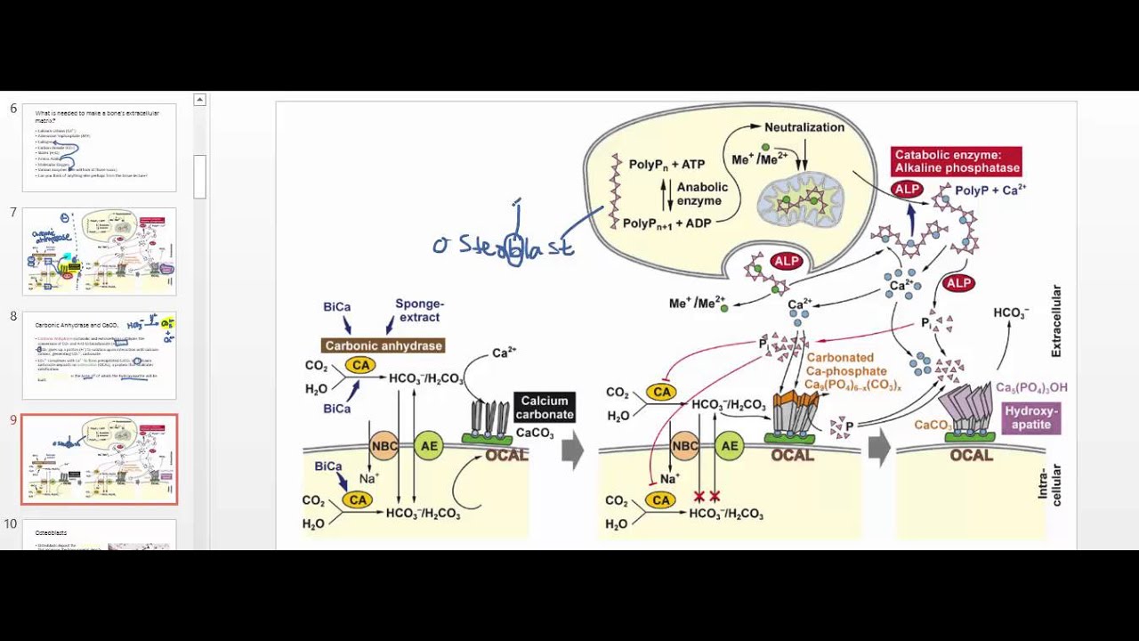 Osteoblast Physiology
