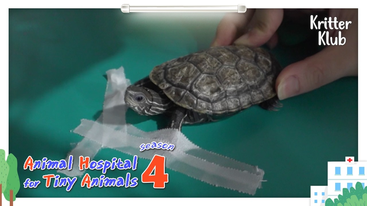 Today's Patient: Balkan Terrapin I Animal Hospital For Tiny Animals 4