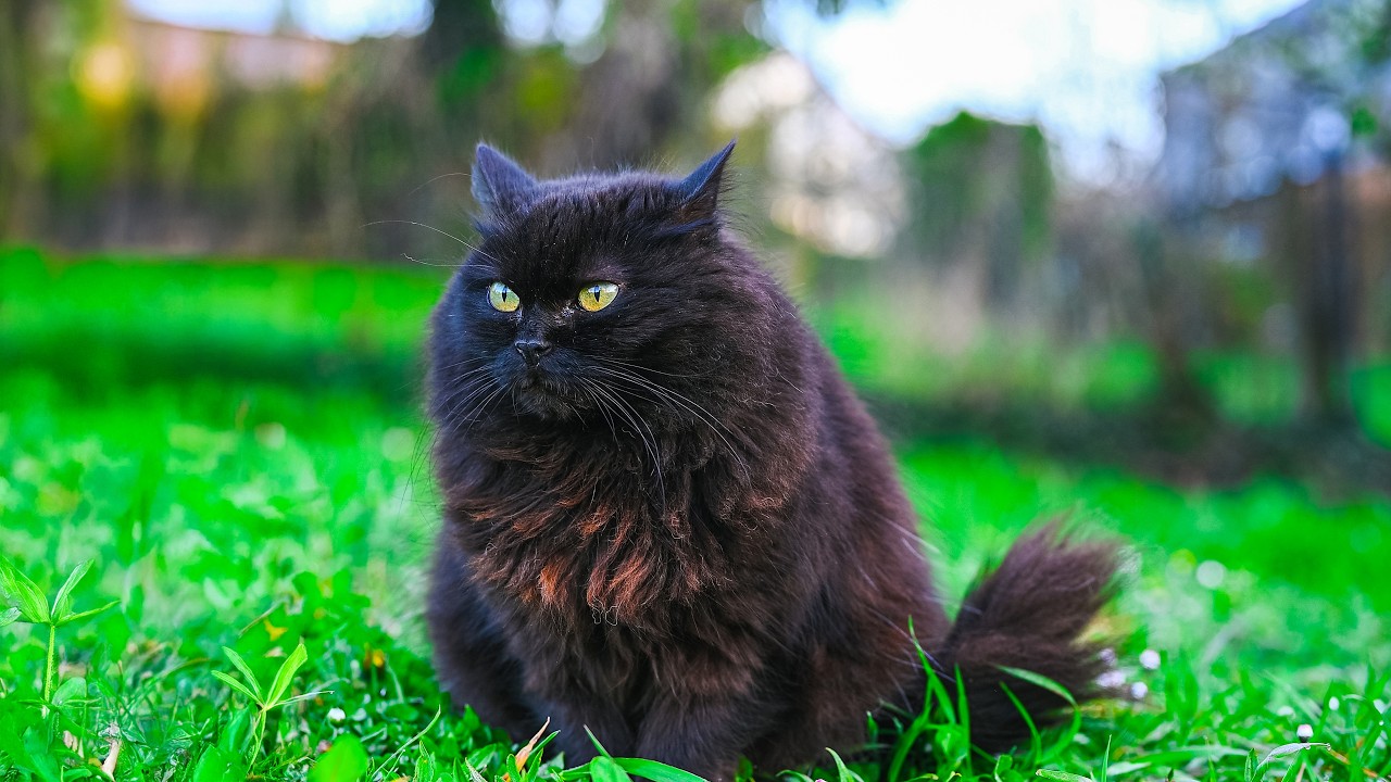 The Void Is Not Entertained 😹 No AI, No Music