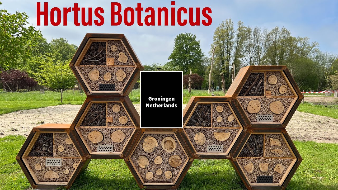 Hortus Botanicus Haren | Ming Garden | A morning walk