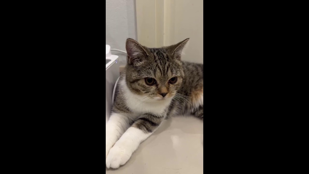 Two little walking wounded (after neutering)😂🥰 #viral #cute #cat #livestream