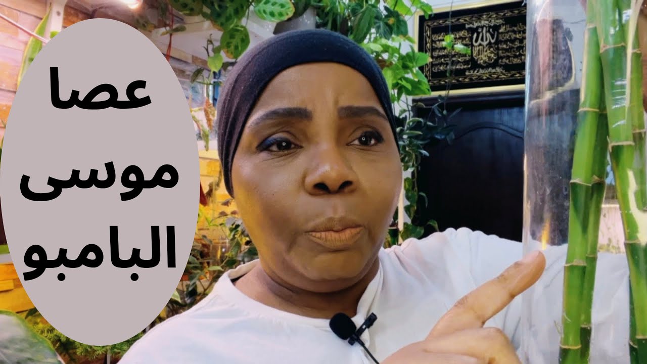اصفرار عصا موسى البامبو ورعايتها والاهتمام