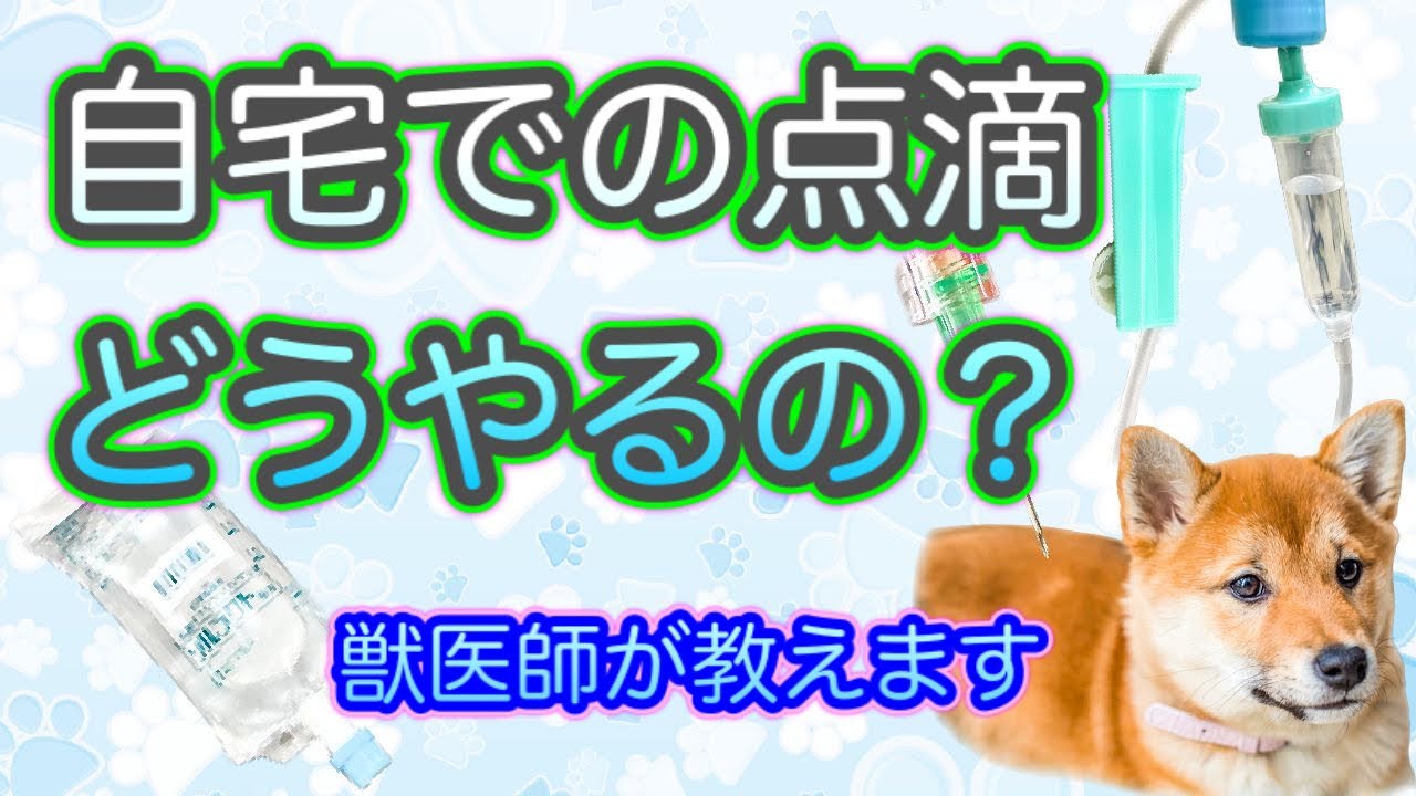 【わかりやすい自宅点滴】わんちゃん猫ちゃんの皮下点滴のやり方を教えます‼︎獣医師が動画で解説-自宅点滴を検討している方必見、トラブル対策もバッチリ-