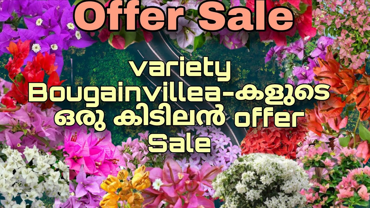 Bougainville offer sale..കിടിലൻ variety Bougainvillea കൾ ഏറ്റവും കുറഞ്ഞ വിലയിൽ ph9744014235