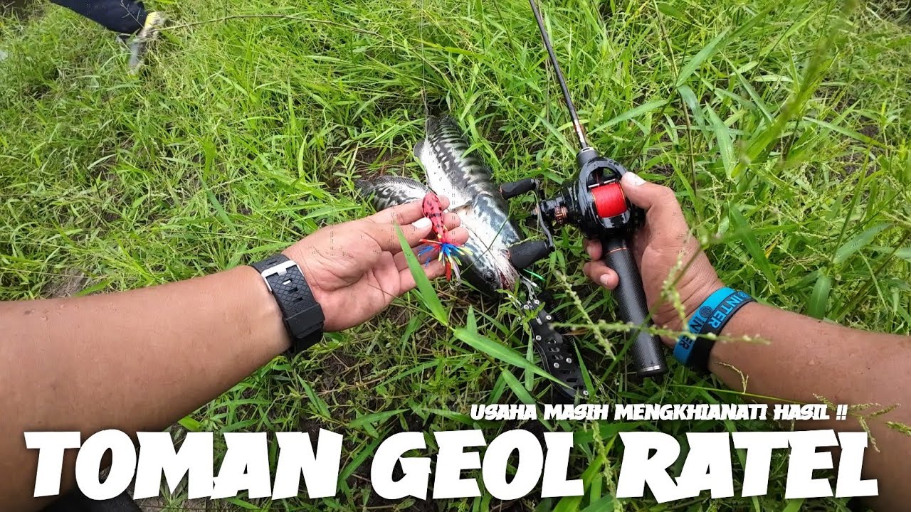 SUSAH DI TEBAK ITU SAMBARAN TOMAN ATAU IKAN JADI JADIAN !!