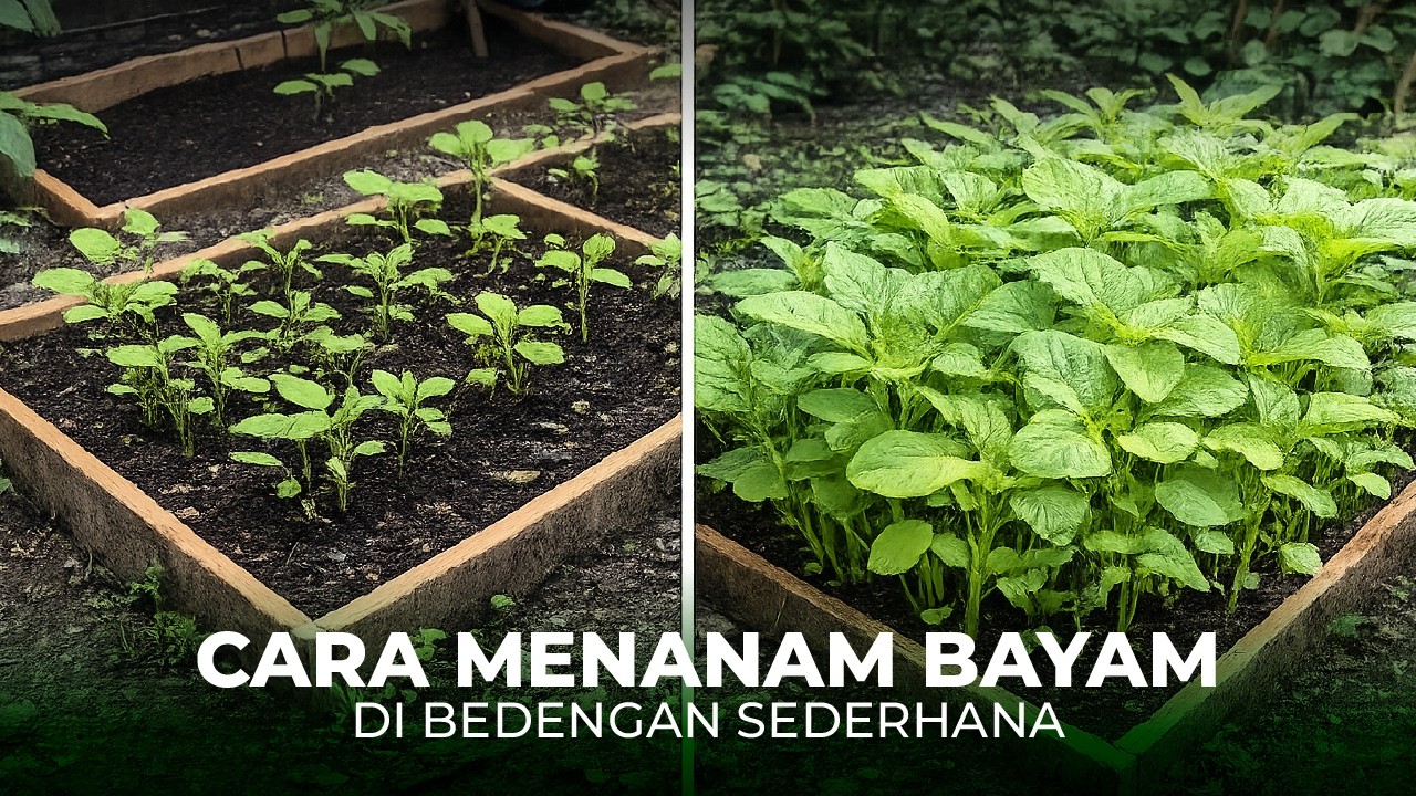Membuat bedengan untuk tanam bayam #bayam #garden #berkebun