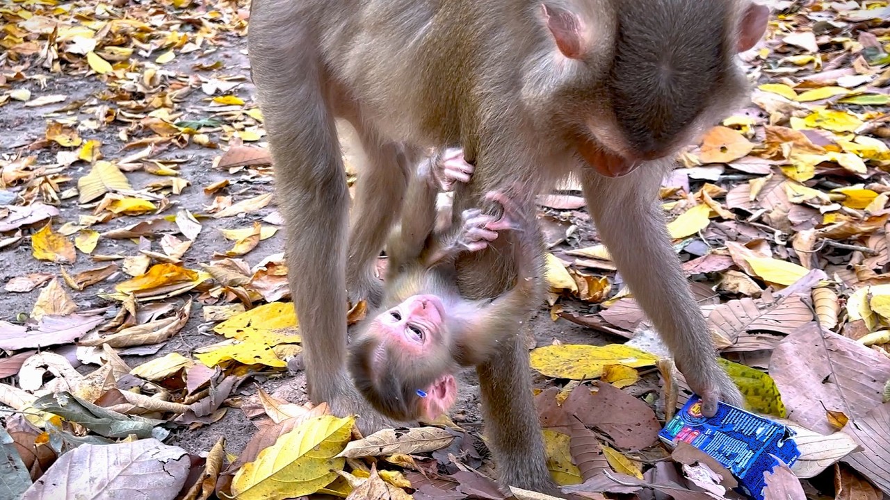 So Sad ! Baby Lucan got careless by his mother and his mother don't want feed milk to him