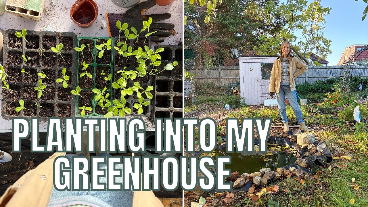 ПОСАДКА В МОЮ ТЕПЛИЦУ НА ОСЕНЬ / САДОВОДСТВО НА ДАЧНОМ УЧАСТКЕ ВЕЛИКОБРИТАНИИ