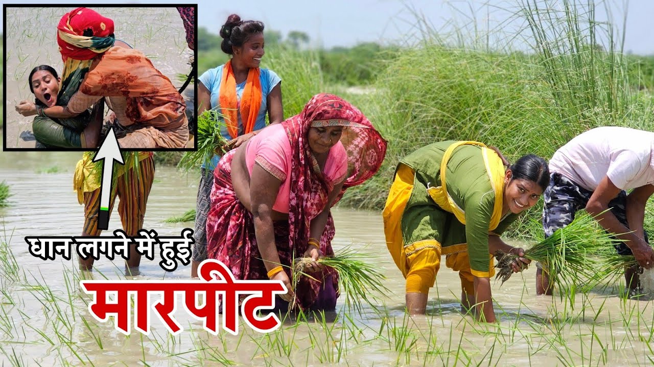 धान लगाने के दौरान हुई मार || Shivani kumari