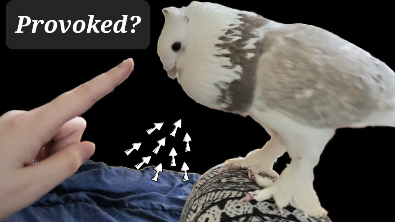 Do I Provoke My Pigeon? Nope 😊