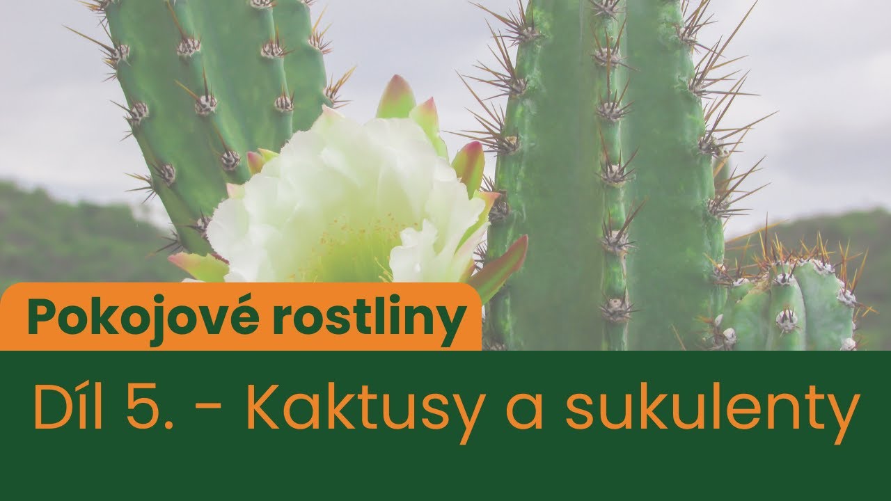 Pokojové rostliny - 5. DÍL - Kaktusy a sukulenty
