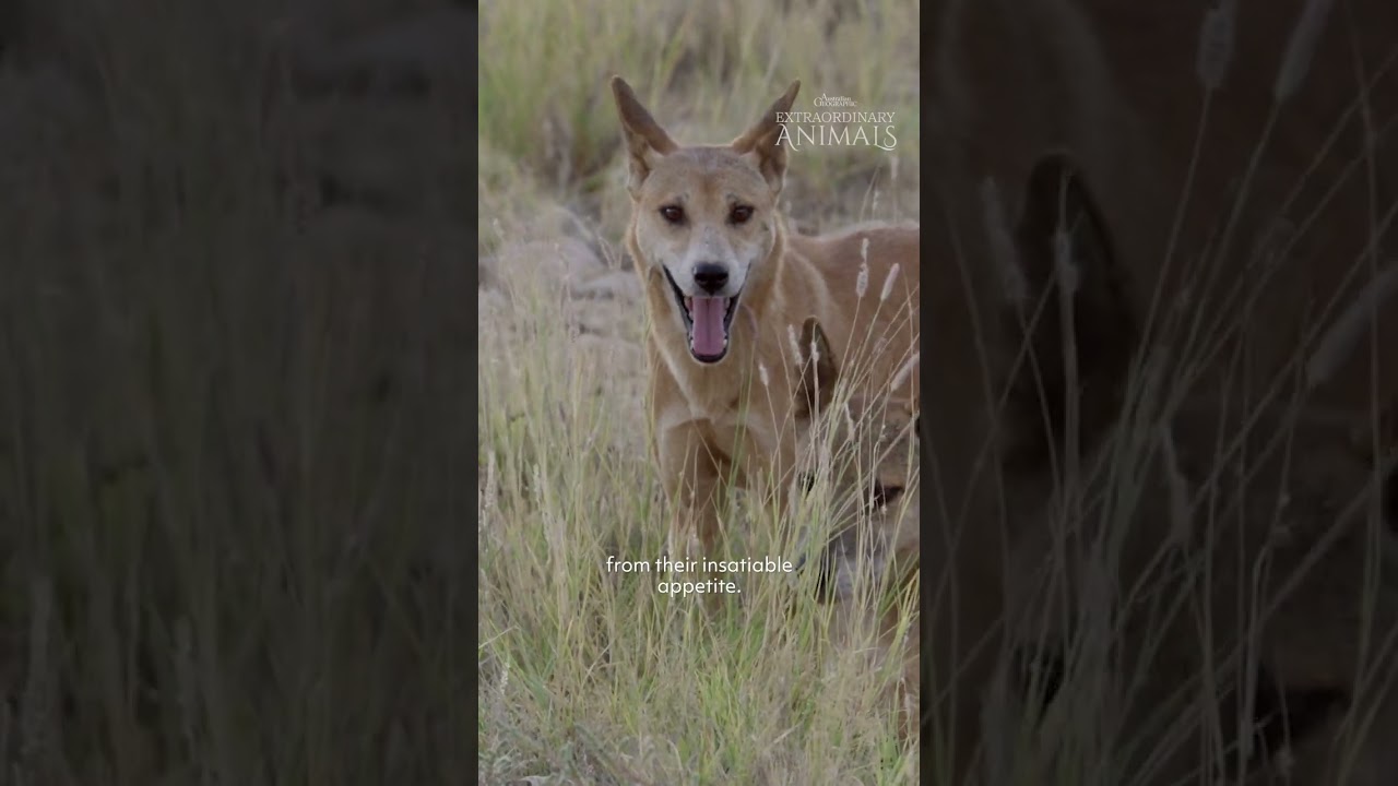 Extraordinary Animals: Dingo