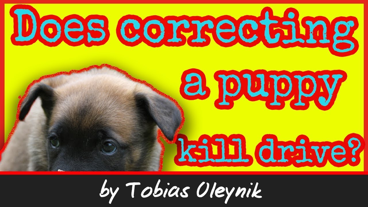Will correcting puppy for biting kill Protection drive - by Tobias Oleynik