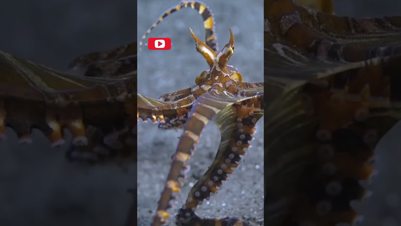 Aquatic🔥 beauty 🔥 