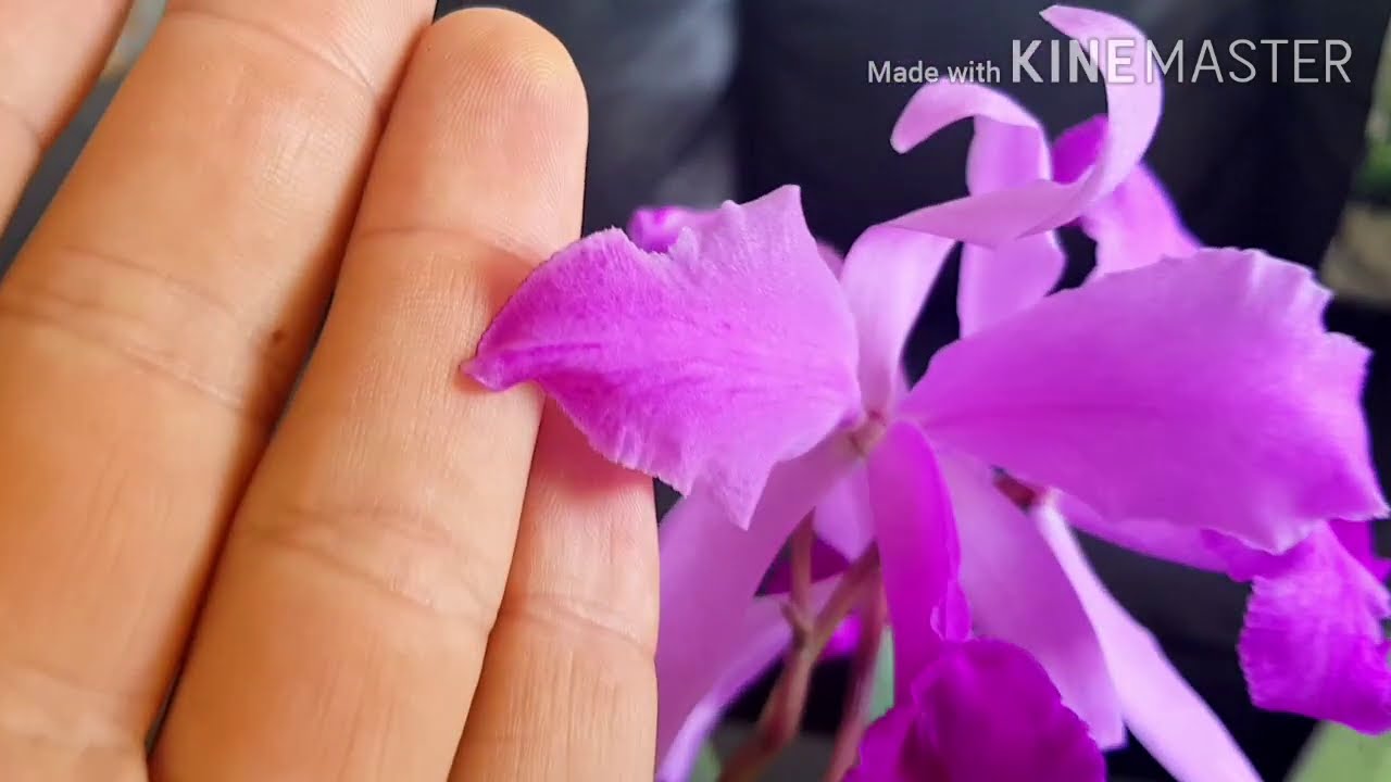 Cattleya lawrenceana,  cymbidium Golden Elf.