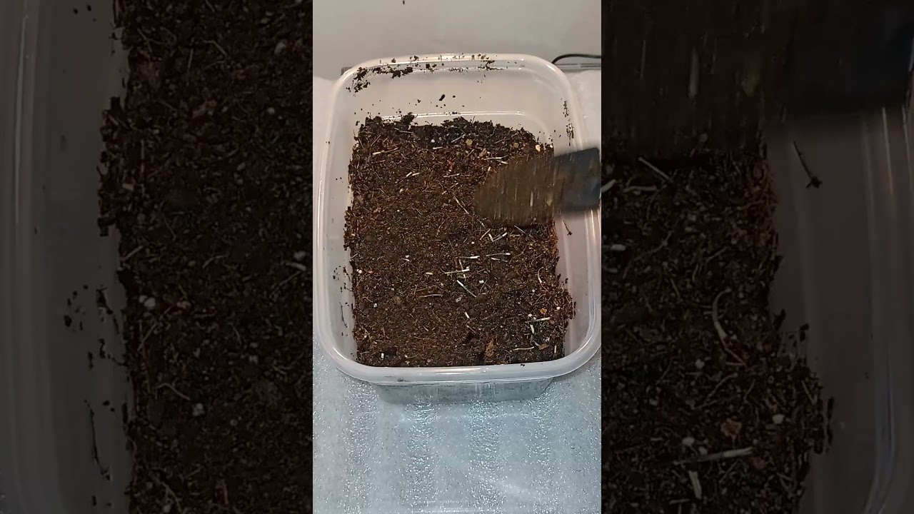 Germinando semillas de cempas&uacute;chil. &mdash; #shorts