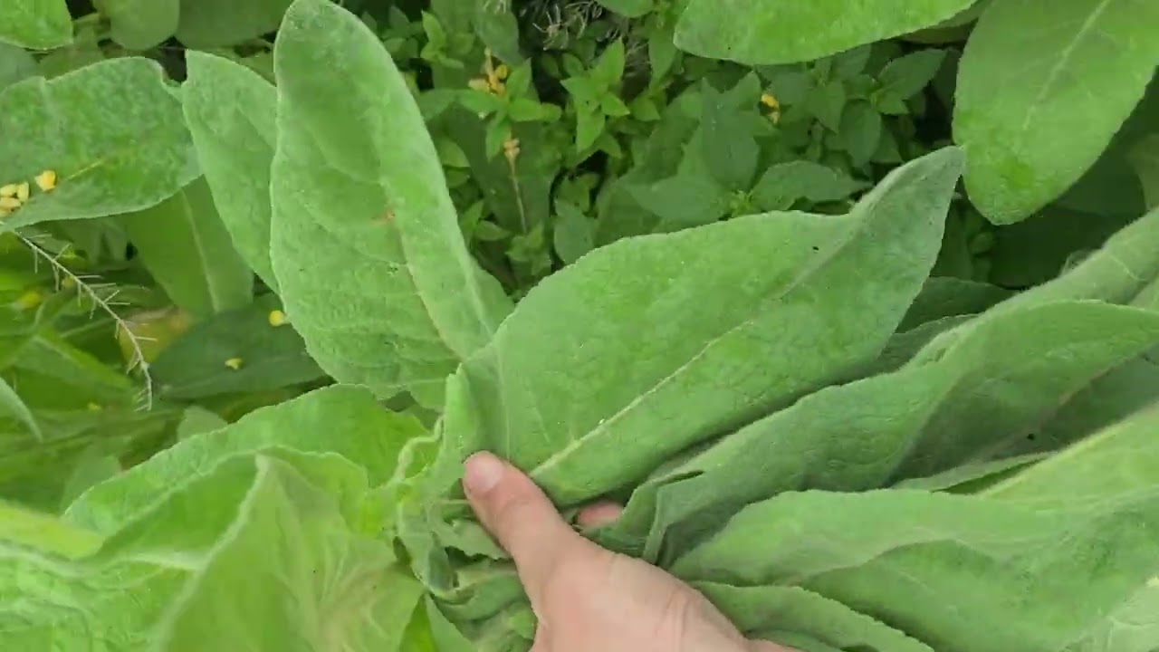 Great Mullein -  Thank you Creator 
