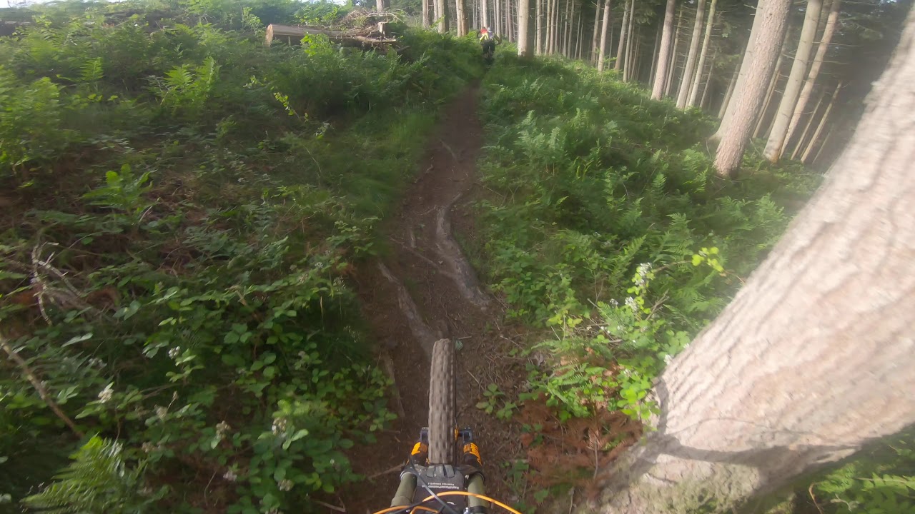 Bury ditches is the dogs danglies to ride