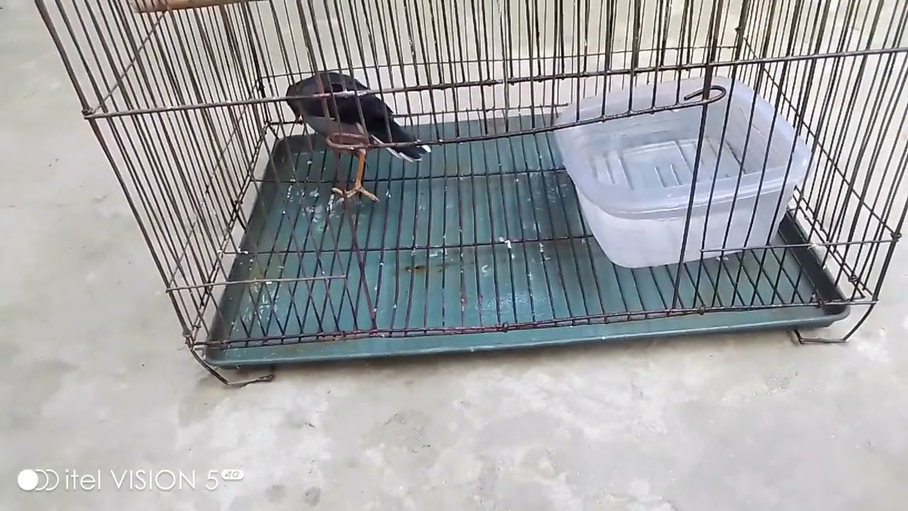 আবারো চলে আসলাম শালিক পাখি মিঠুর ভিডিও নিয়ে 