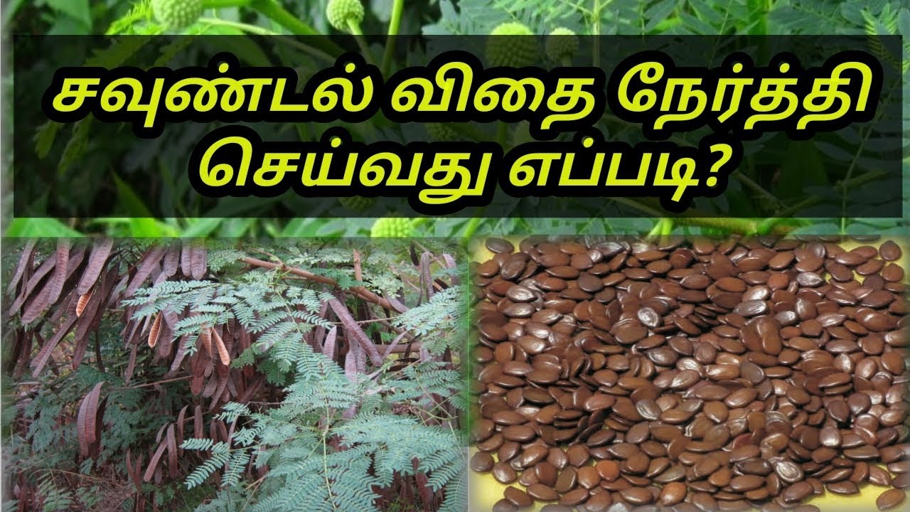 சவுண்டல் விதை நேர்த்தி செய்தல்