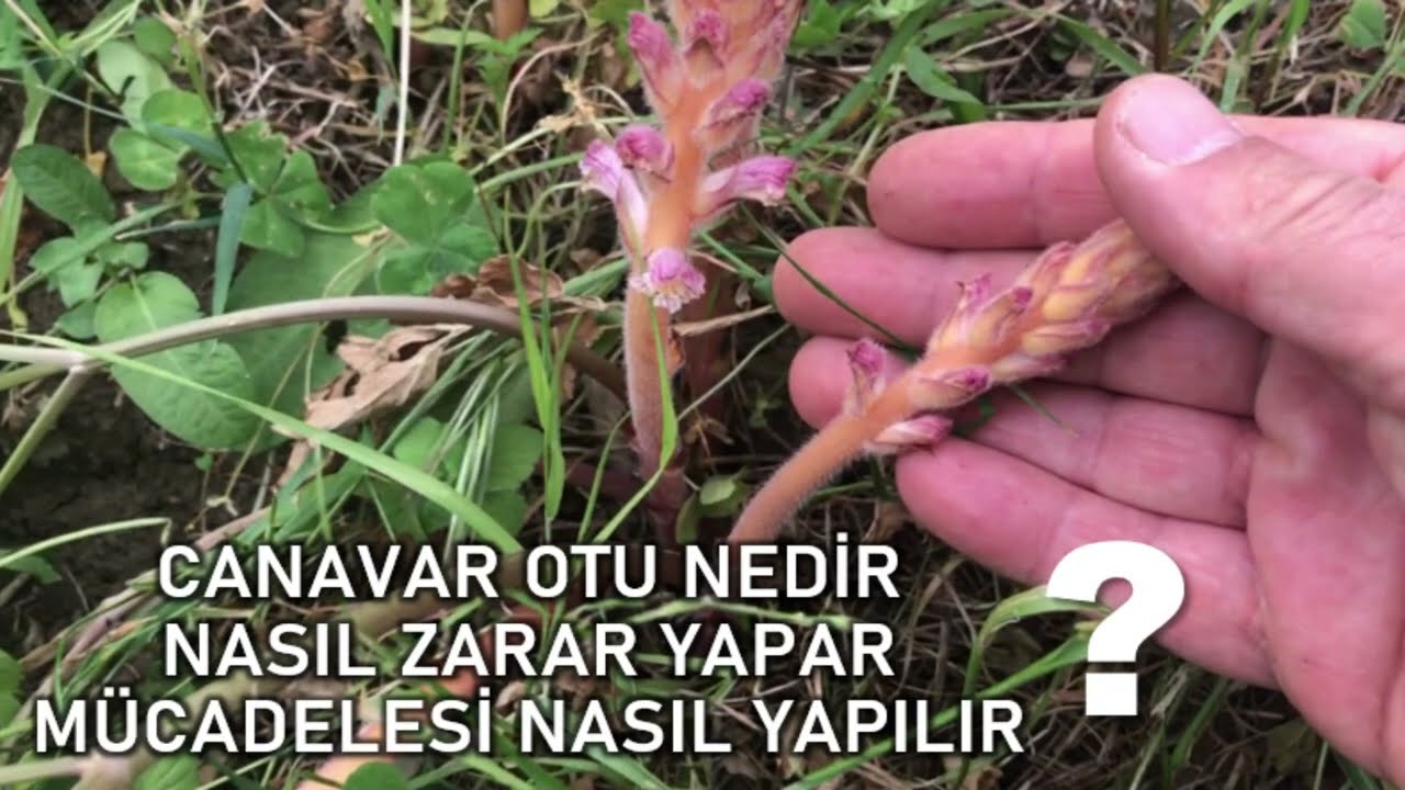 Canavar Otu Nedir Nasıl Zarar Yapar M&uuml;cadesi Nasıl Yapılır