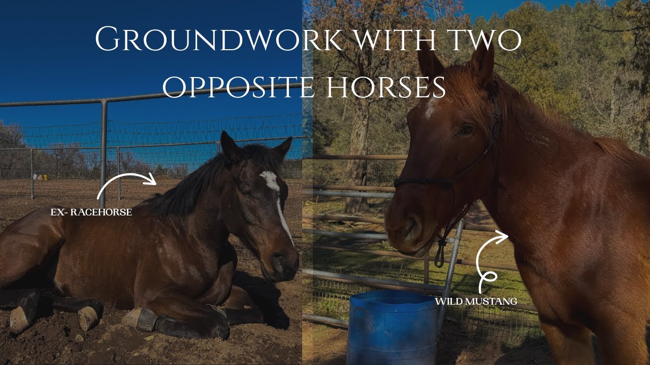 Groundwork Training with My Ex-Racehorse & Wild Mustang | First Time Haltering My Mustang