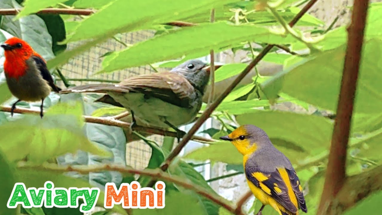 aviary burung semi alam hutan mini
