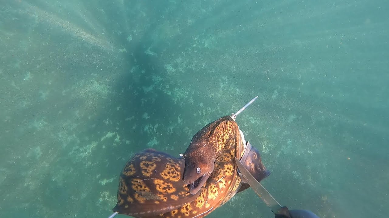 Chasse Sous Marine MAROC Murène ou Murénidé (Muraenidae) moray eel ثعبان البحر موراي