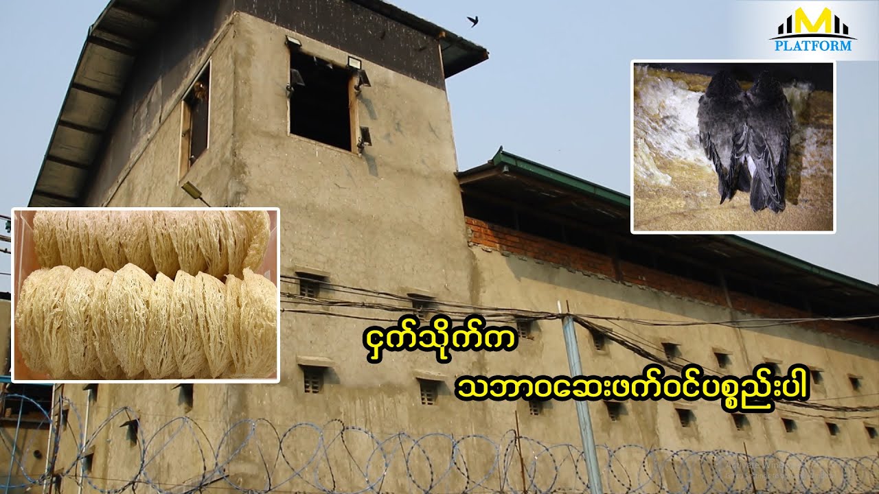 ရန်ကုန်က ဇီဝဇိုးငှက်တို့ ပျော်စံရာနေရာ