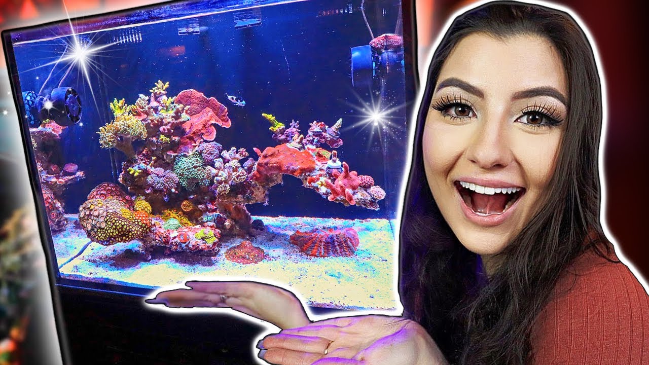 Nano Reef Tank Update - so many changes!