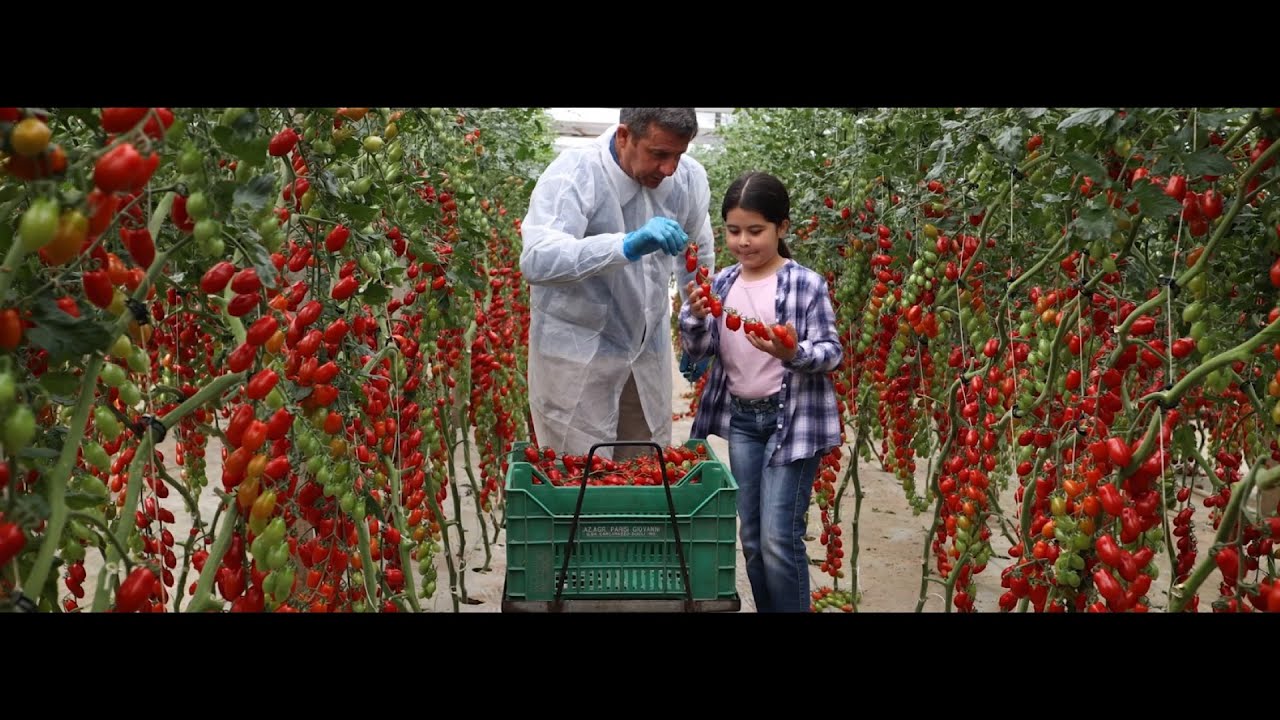 Basoche Plum e Midres, varietà ToBRFV resistenti per la controstagione