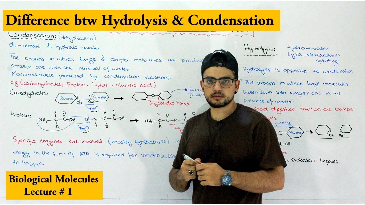 Condensation and Hydrolysis reactions