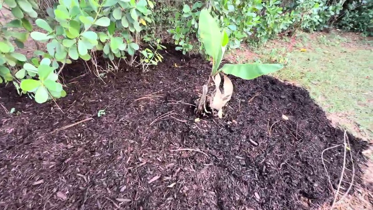 After the Mulch Delivery! Full Garden Clean-Up & Tour.  Fruitful Florida Garden
