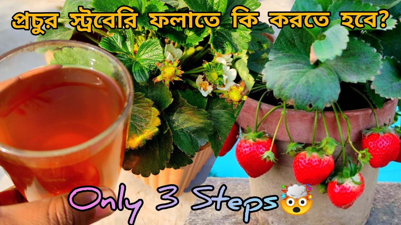 স্ট্রবেরি র শীতকালীন পরিচর্যা | How to Grow Strawberry at Home | 3 Tips for Growing more Strawberry