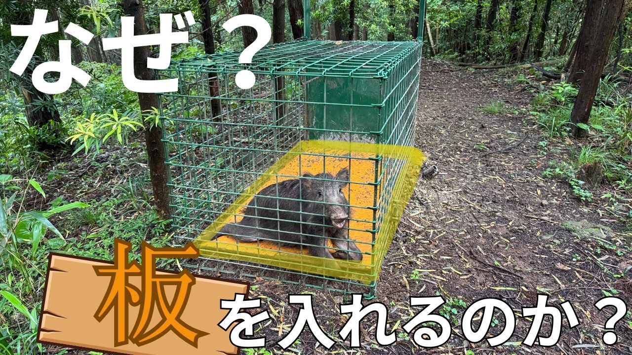 コンパネ板と電気止め刺し機を使ってイノシシ捕獲を効率的に行う！