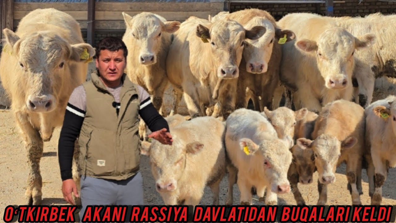 OʻTKIRBEK AKANI AVLIKOL BUQALARI KELDI NARHLARI JUDA ARZON 🔥✅️